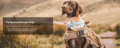 Brown German shorthaired pointer wearing a brown tactical harness and geometric printed scarf sitting a grassy field looking off into the distance