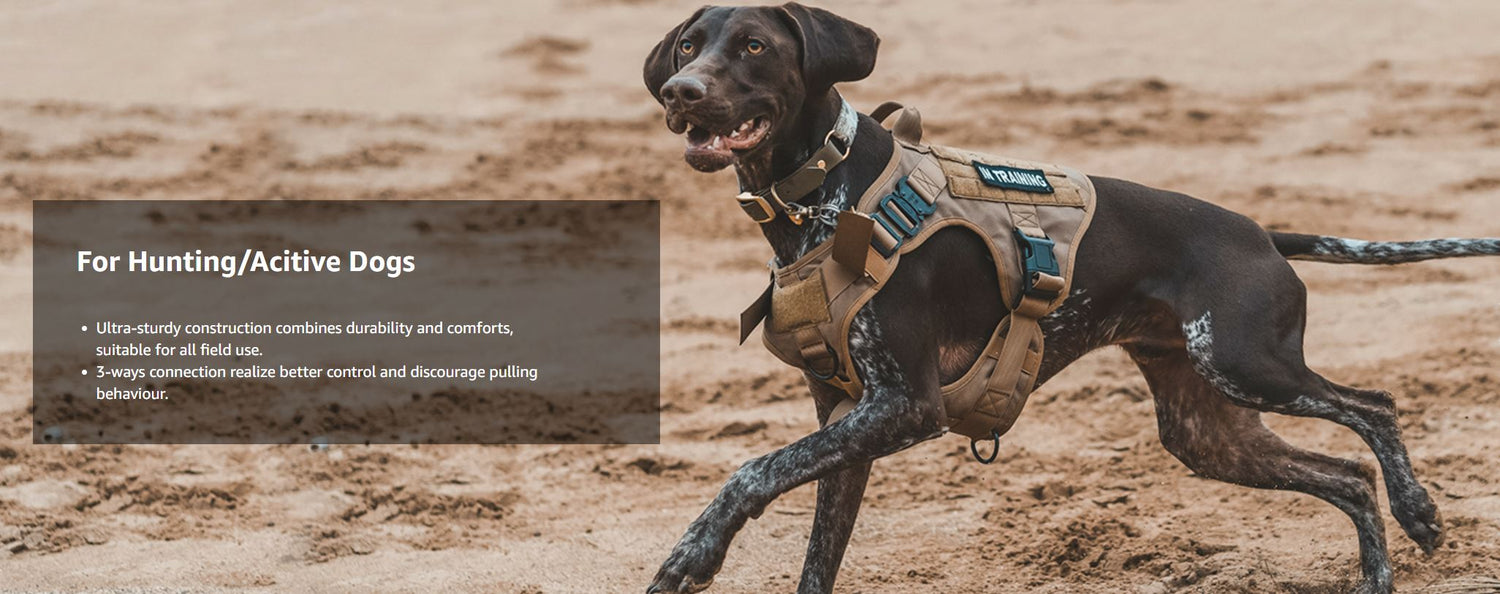 Chocolate brown German shorthaired Pointer wearing a tactical harness running through a dirt field