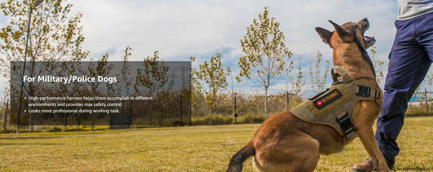 Belgian Malinois wearing a green tactical harness being trained by a man in blue pants